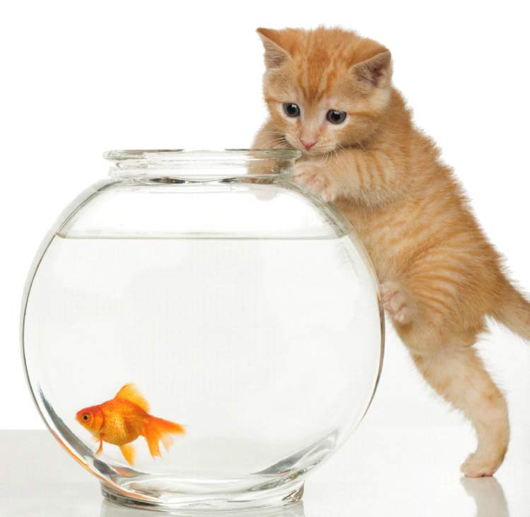 Cat looking at a fish bowl